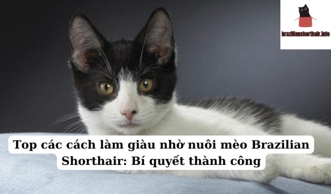 Read more about the article Top các cách làm giàu nhờ nuôi mèo Brazilian Shorthair: Bí quyết thành công