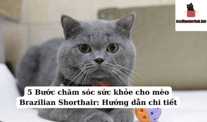 Read more about the article 5 Bước chăm sóc sức khỏe cho mèo Brazilian Shorthair: Hướng dẫn chi tiết