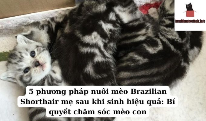 Read more about the article 5 phương pháp nuôi mèo Brazilian Shorthair mẹ sau khi sinh hiệu quả: Bí quyết chăm sóc mèo con