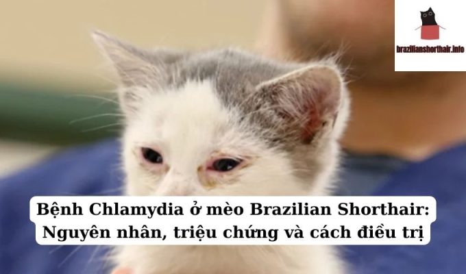 Read more about the article Bệnh Chlamydia ở mèo Brazilian Shorthair: Nguyên nhân, triệu chứng và cách điều trị