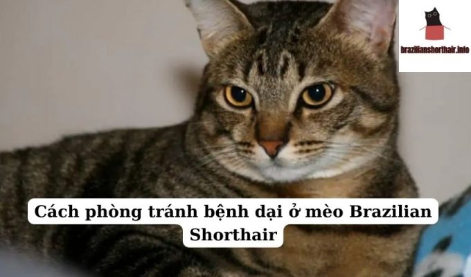 Read more about the article Cách phòng tránh bệnh dại ở mèo Brazilian Shorthair