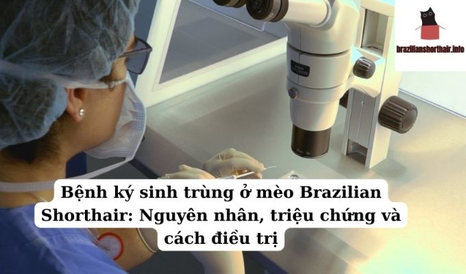 Read more about the article Bệnh ký sinh trùng ở mèo Brazilian Shorthair: Nguyên nhân, triệu chứng và cách điều trị