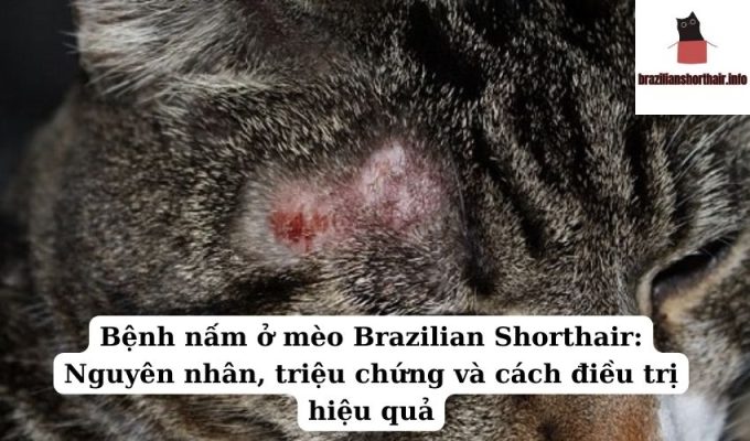 Read more about the article Bệnh nấm ở mèo Brazilian Shorthair: Nguyên nhân, triệu chứng và cách điều trị hiệu quả