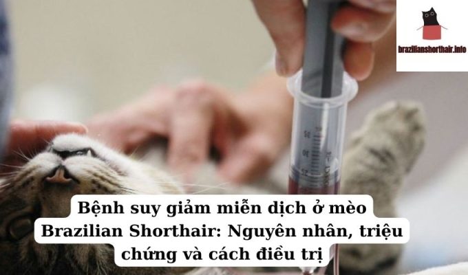 Read more about the article Bệnh suy giảm miễn dịch ở mèo Brazilian Shorthair: Nguyên nhân, triệu chứng và cách điều trị