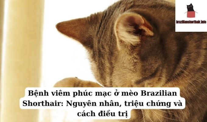 Read more about the article Bệnh viêm phúc mạc ở mèo Brazilian Shorthair: Nguyên nhân, triệu chứng và cách điều trị