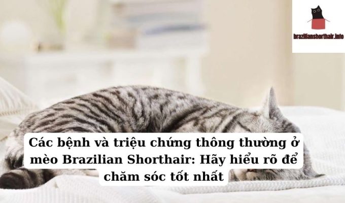 Read more about the article Các bệnh và triệu chứng thông thường ở mèo Brazilian Shorthair: Hãy hiểu rõ để chăm sóc tốt nhất