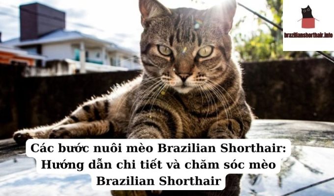 Read more about the article Các bước nuôi mèo Brazilian Shorthair: Hướng dẫn chi tiết và chăm sóc mèo Brazilian Shorthair