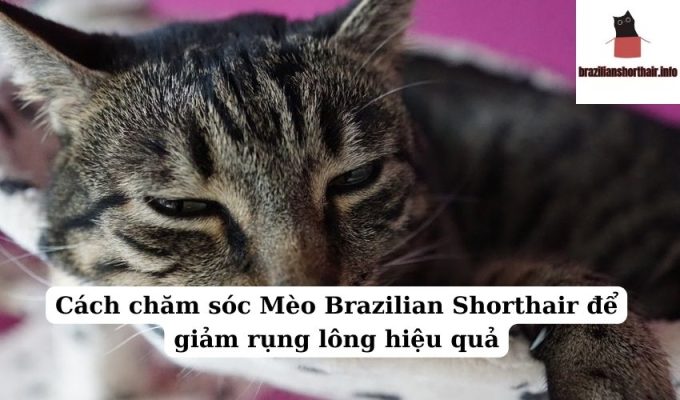 Read more about the article Cách chăm sóc Mèo Brazilian Shorthair để giảm rụng lông hiệu quả