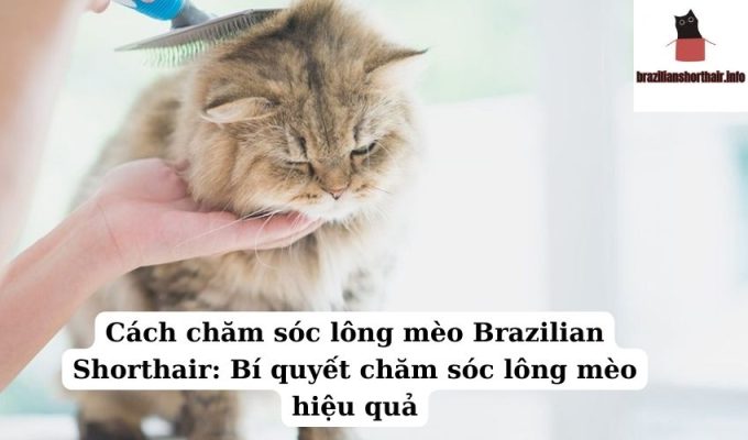 Read more about the article Cách chăm sóc lông mèo Brazilian Shorthair: Bí quyết chăm sóc lông mèo hiệu quả