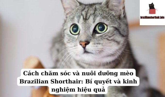 Read more about the article Cách chăm sóc và nuôi dưỡng mèo Brazilian Shorthair: Bí quyết và kinh nghiệm hiệu quả