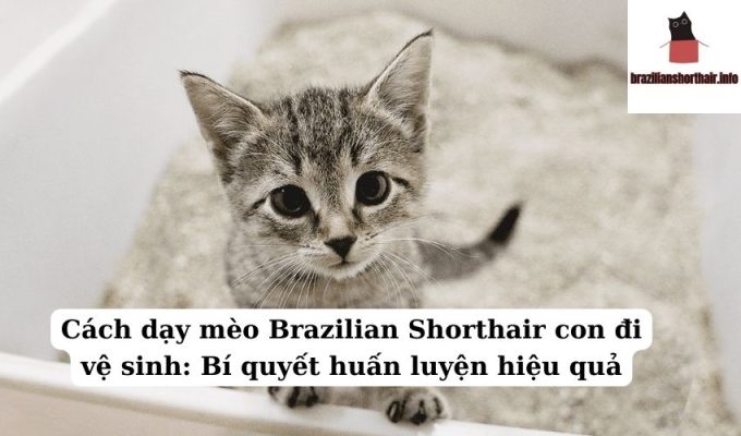 Read more about the article Cách dạy mèo Brazilian Shorthair con đi vệ sinh: Bí quyết huấn luyện hiệu quả