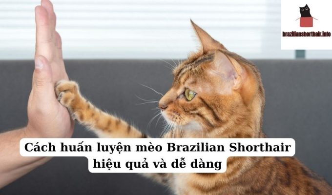 Read more about the article Cách huấn luyện mèo Brazilian Shorthair hiệu quả và dễ dàng