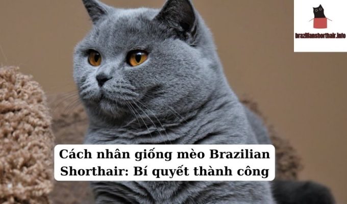 Read more about the article Cách nhân giống mèo Brazilian Shorthair: Bí quyết thành công