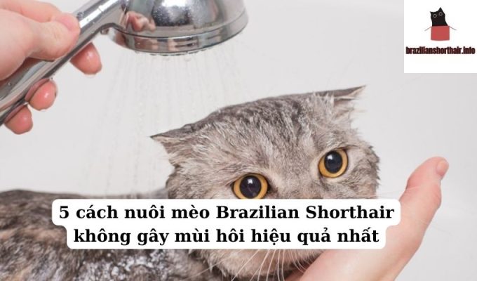 Read more about the article 5 cách nuôi mèo Brazilian Shorthair không gây mùi hôi hiệu quả nhất