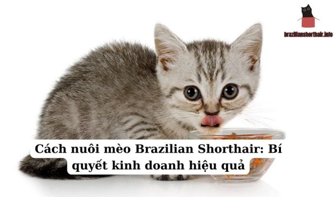 Read more about the article Cách nuôi mèo Brazilian Shorthair: Bí quyết kinh doanh hiệu quả