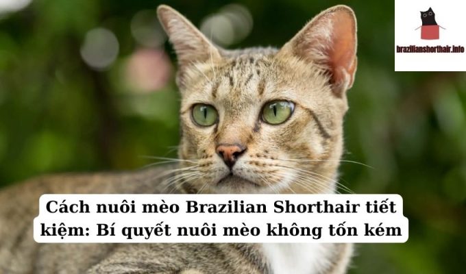 Read more about the article Cách nuôi mèo Brazilian Shorthair tiết kiệm: Bí quyết nuôi mèo không tốn kém