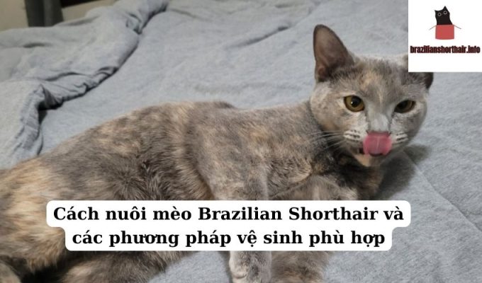 Read more about the article Cách nuôi mèo Brazilian Shorthair và các phương pháp vệ sinh phù hợp