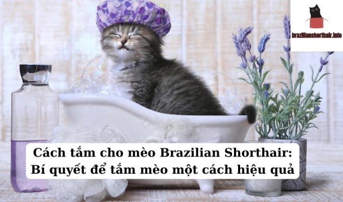 Read more about the article Cách tắm cho mèo Brazilian Shorthair: Bí quyết để tắm mèo một cách hiệu quả