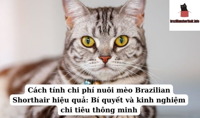 Read more about the article Cách tính chi phí nuôi mèo Brazilian Shorthair hiệu quả: Bí quyết và kinh nghiệm chi tiêu thông minh