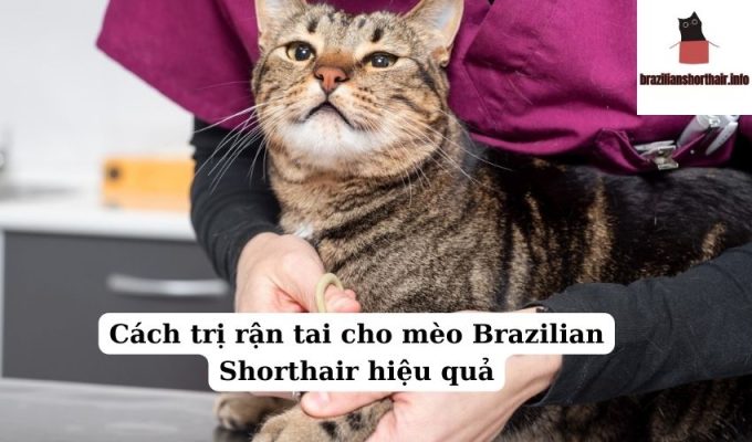 Read more about the article Cách trị rận tai cho mèo Brazilian Shorthair hiệu quả