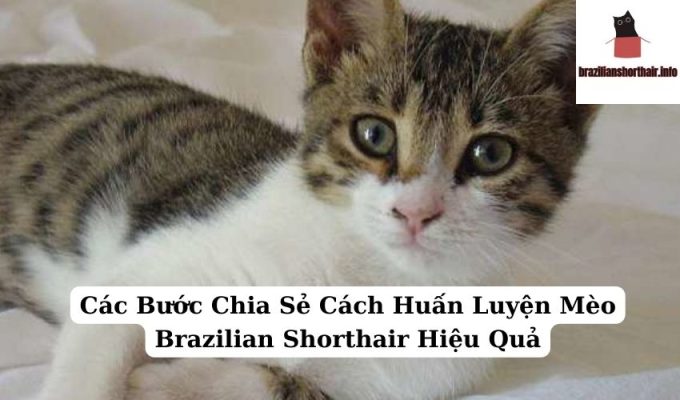 Read more about the article Các Bước Chia Sẻ Cách Huấn Luyện Mèo Brazilian Shorthair Hiệu Quả