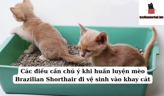 Read more about the article Các điều cần chú ý khi huấn luyện mèo Brazilian Shorthair đi vệ sinh vào khay cát