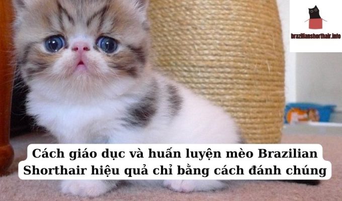 Read more about the article Cách giáo dục và huấn luyện mèo Brazilian Shorthair hiệu quả chỉ bằng cách đánh chúng