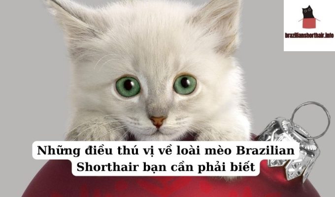 Read more about the article Những điều thú vị về loài mèo Brazilian Shorthair bạn cần phải biết