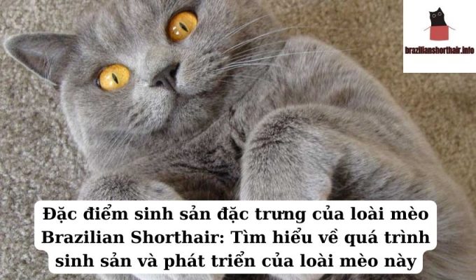 Read more about the article Đặc điểm sinh sản đặc trưng của loài mèo Brazilian Shorthair: Tìm hiểu về quá trình sinh sản và phát triển của loài mèo này