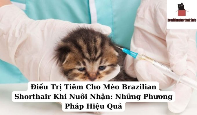 Read more about the article Điều Trị Tiêm Cho Mèo Brazilian Shorthair Khi Nuôi Nhận: Những Phương Pháp Hiệu Quả