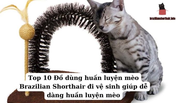 Read more about the article Top 10 Đồ dùng huấn luyện mèo Brazilian Shorthair đi vệ sinh giúp dễ dàng huấn luyện mèo