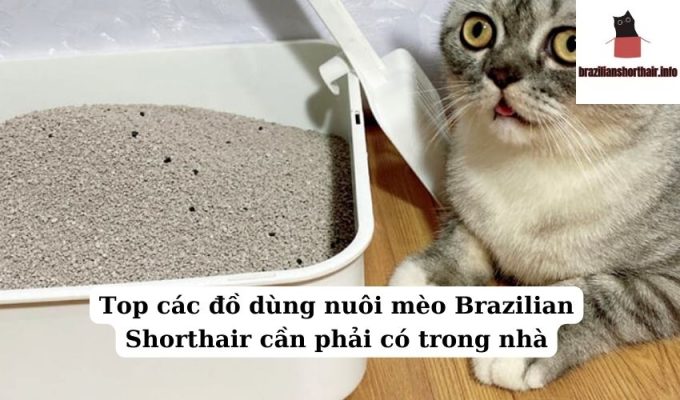 Read more about the article Top các đồ dùng nuôi mèo Brazilian Shorthair cần phải có trong nhà