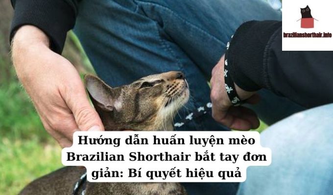 Read more about the article Hướng dẫn huấn luyện mèo Brazilian Shorthair bắt tay đơn giản: Bí quyết hiệu quả