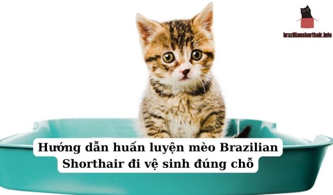 Read more about the article Hướng dẫn huấn luyện mèo Brazilian Shorthair đi vệ sinh đúng chỗ