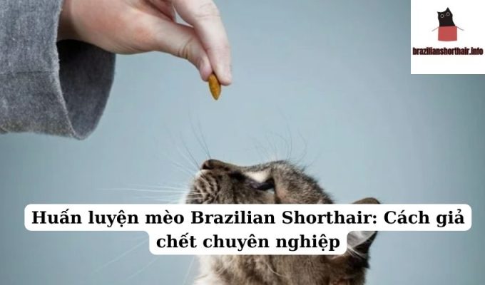 Read more about the article Huấn luyện mèo Brazilian Shorthair: Cách giả chết chuyên nghiệp