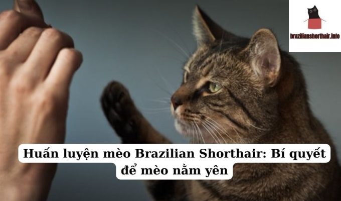 Read more about the article Huấn luyện mèo Brazilian Shorthair: Bí quyết để mèo nằm yên