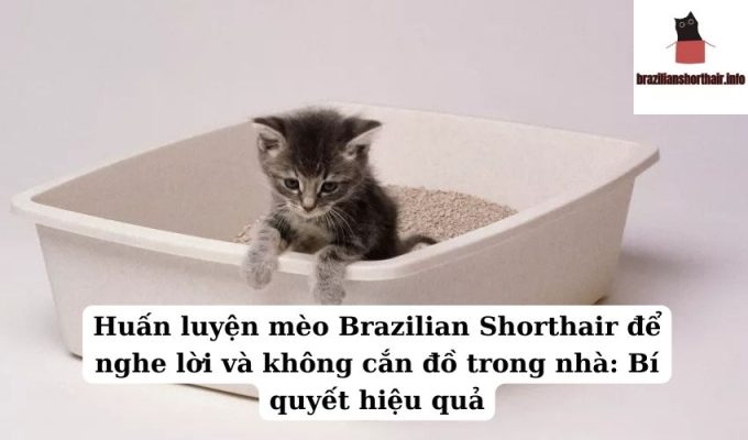 Read more about the article Huấn luyện mèo Brazilian Shorthair để nghe lời và không cắn đồ trong nhà: Bí quyết hiệu quả