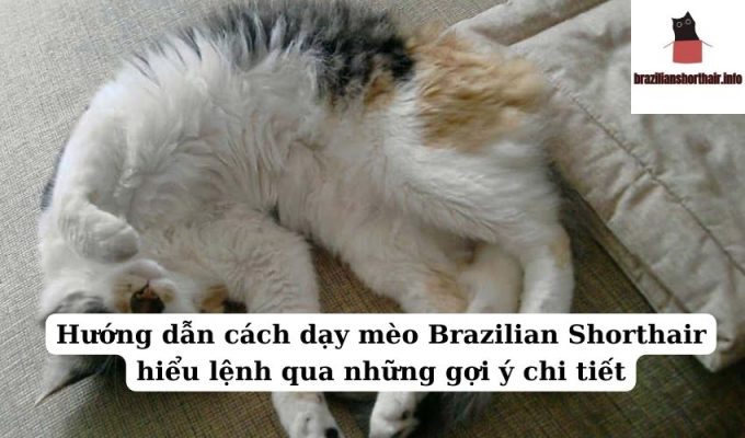 Read more about the article Hướng dẫn cách dạy mèo Brazilian Shorthair hiểu lệnh qua những gợi ý chi tiết