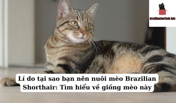 Read more about the article Lí do tại sao bạn nên nuôi mèo Brazilian Shorthair: Tìm hiểu về giống mèo này