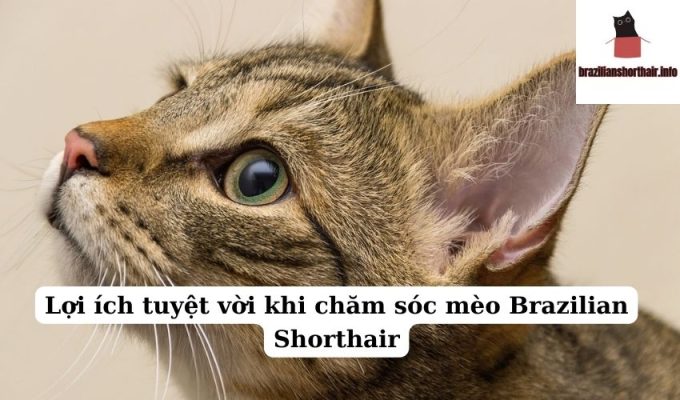 Read more about the article Lợi ích tuyệt vời khi chăm sóc mèo Brazilian Shorthair