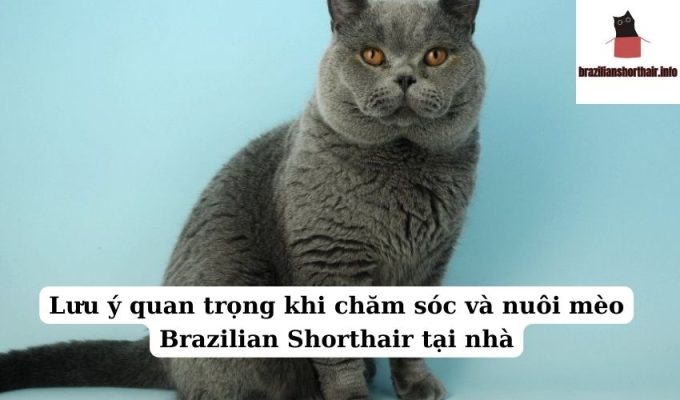 Read more about the article Lưu ý quan trọng khi chăm sóc và nuôi mèo Brazilian Shorthair tại nhà