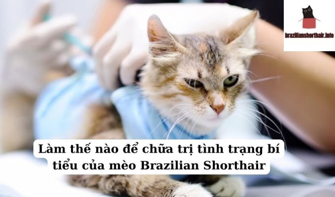 Read more about the article Làm thế nào để chữa trị tình trạng bí tiểu của mèo Brazilian Shorthair