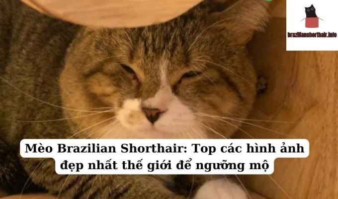 Read more about the article Mèo Brazilian Shorthair: Top các hình ảnh đẹp nhất thế giới để ngưỡng mộ