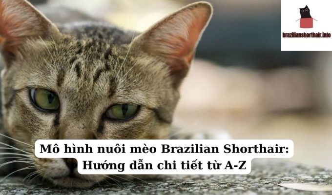 Read more about the article Mô hình nuôi mèo Brazilian Shorthair: Hướng dẫn chi tiết từ A-Z