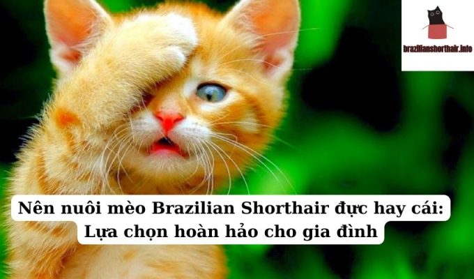 Read more about the article Nên nuôi mèo Brazilian Shorthair đực hay cái: Lựa chọn hoàn hảo cho gia đình