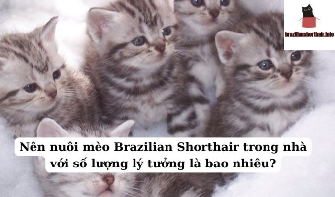 Read more about the article Nên nuôi mèo Brazilian Shorthair trong nhà với số lượng lý tưởng là bao nhiêu?