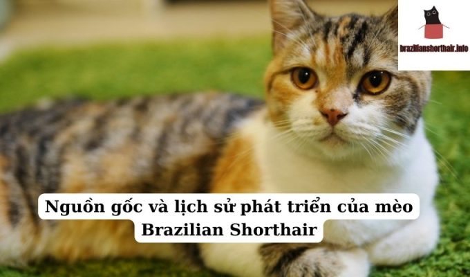 Read more about the article Nguồn gốc và lịch sử phát triển của mèo Brazilian Shorthair