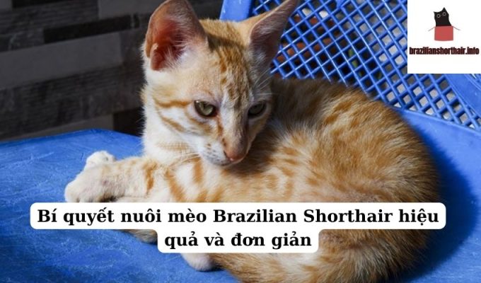 Read more about the article Bí quyết nuôi mèo Brazilian Shorthair hiệu quả và đơn giản