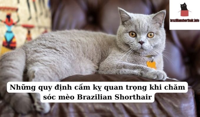 Read more about the article Những quy định cấm kỵ quan trọng khi chăm sóc mèo Brazilian Shorthair