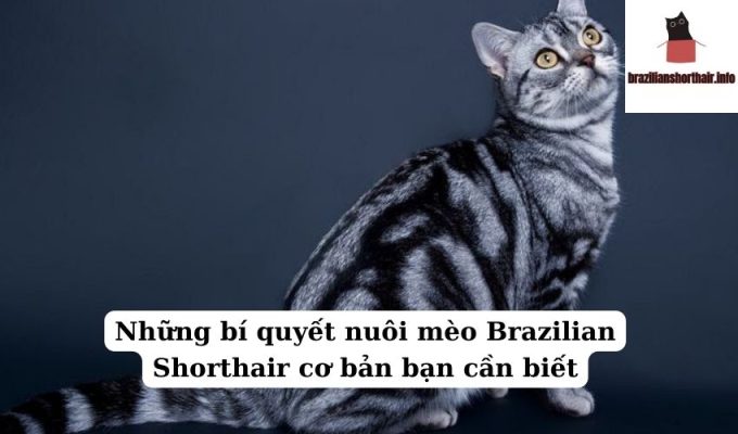 Read more about the article Những bí quyết nuôi mèo Brazilian Shorthair cơ bản bạn cần biết